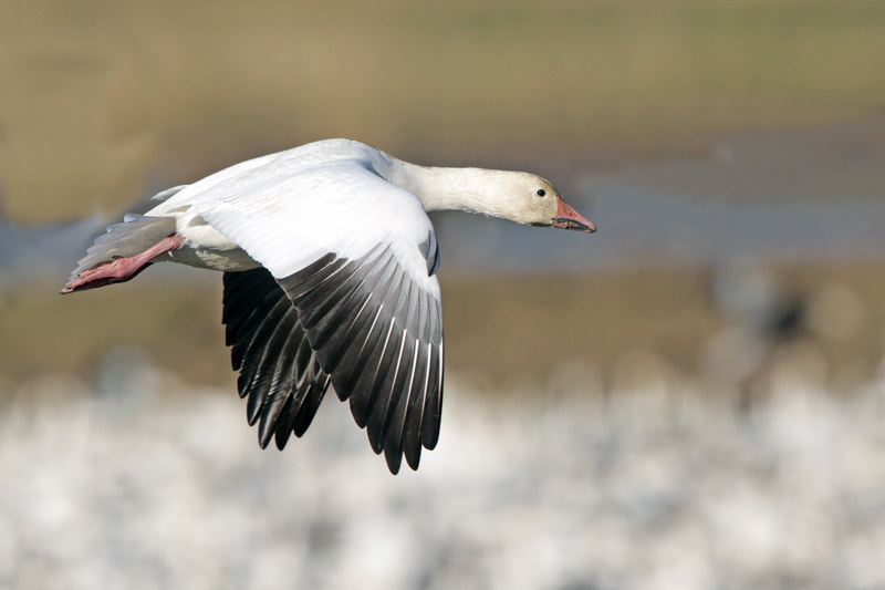 Snow Goose
