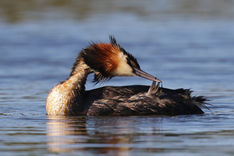 Great Crested Grebe