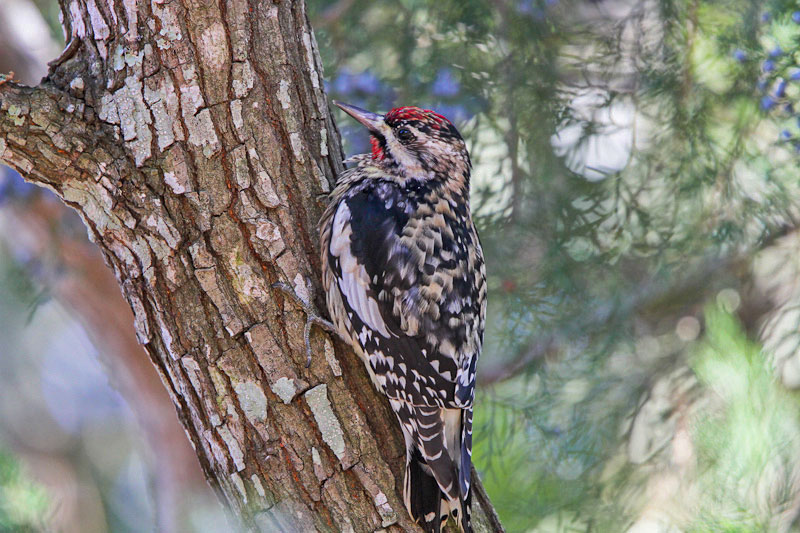 Yellow-bellied Sapsucker