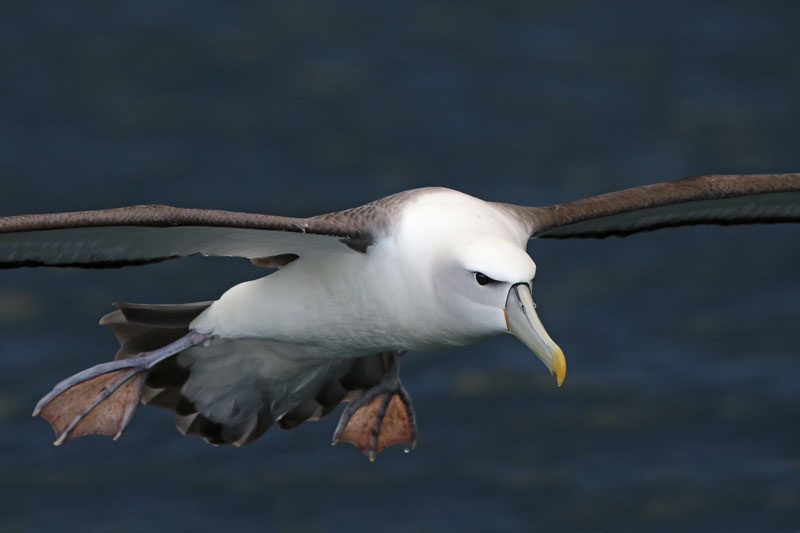 White-capped Albatross