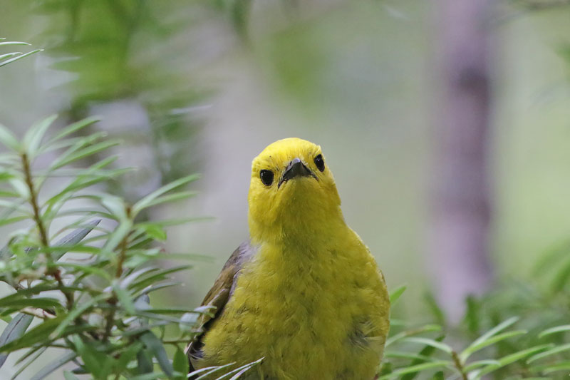 Yellowhead