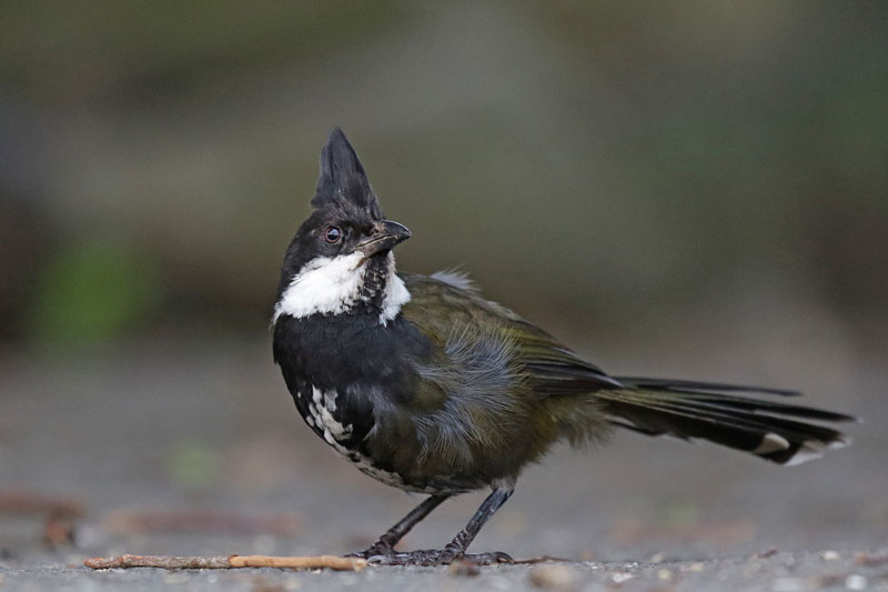 Eastern Whipbird