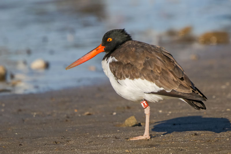 American Oystercatcher