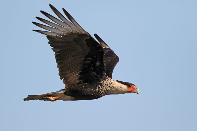 Crested Caracara