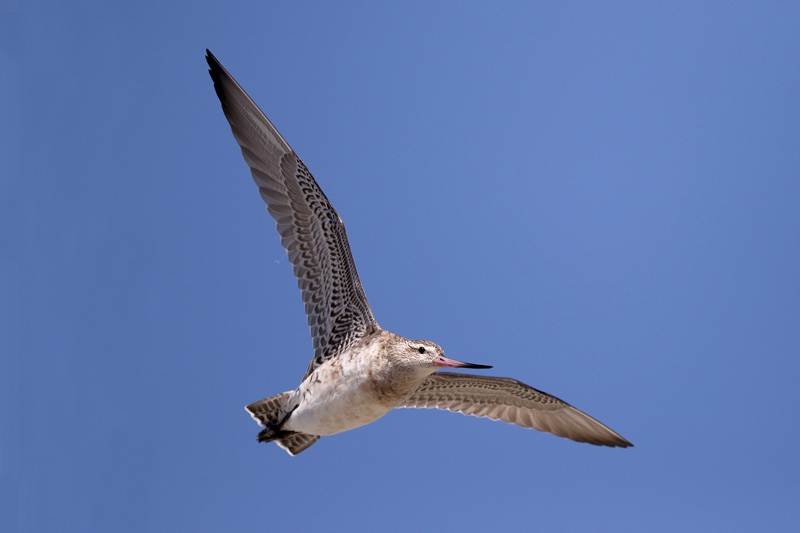 Bar-tailed Godwit