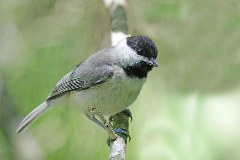 Carolina Chickadee