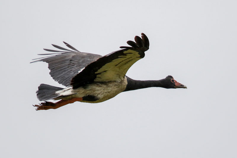 Magpie Goose