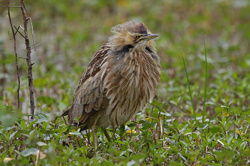 American Bittern