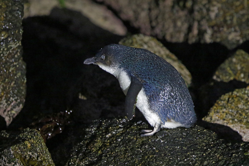 Blue Penguin