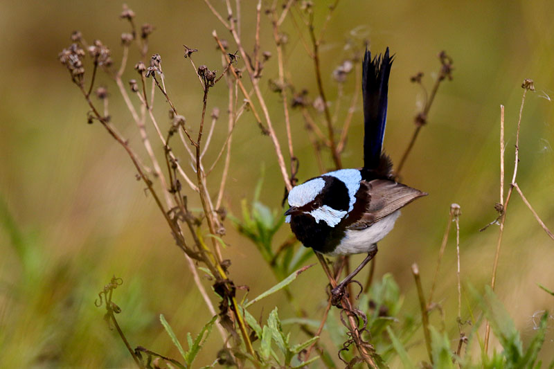 Superb Fairywren