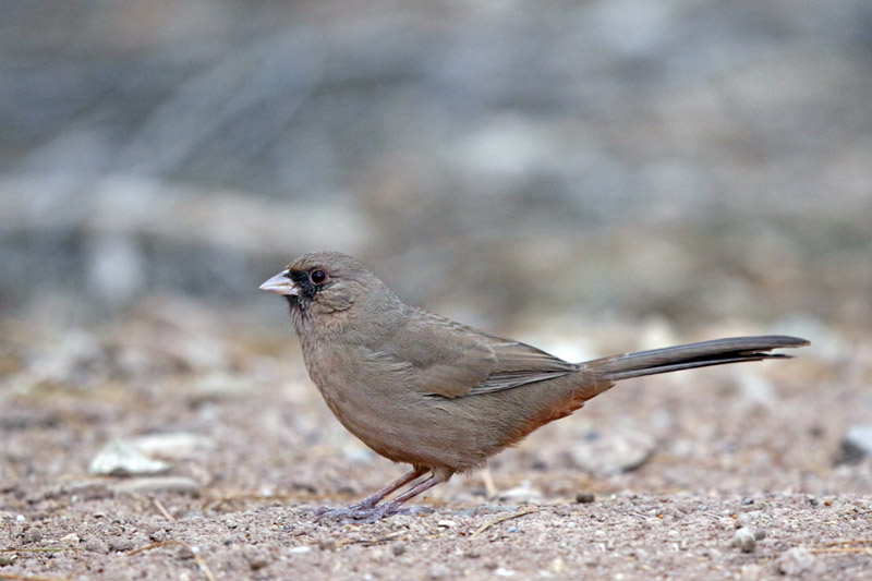 Abert's Towhee