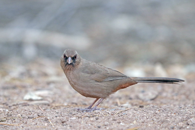 Abert's Towhee