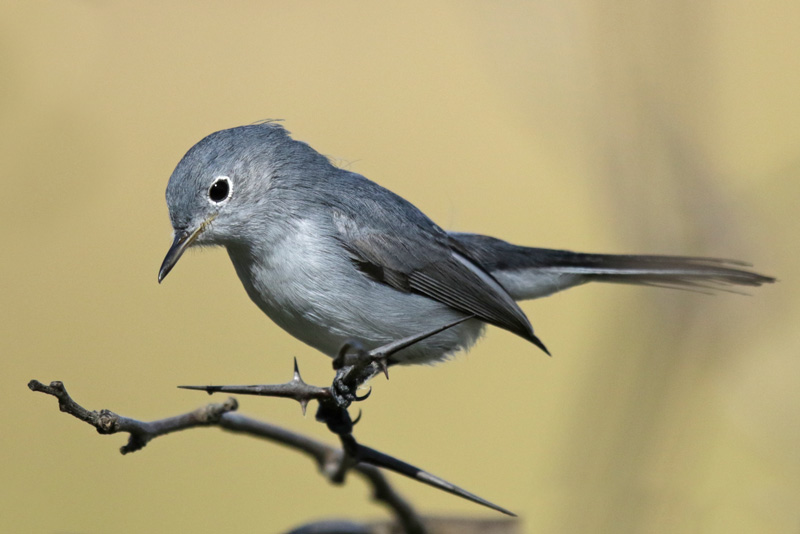 Blue-gray Gnatcatcher