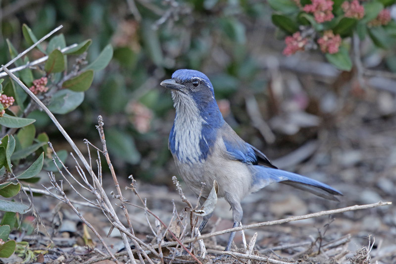 California-scrub Jay