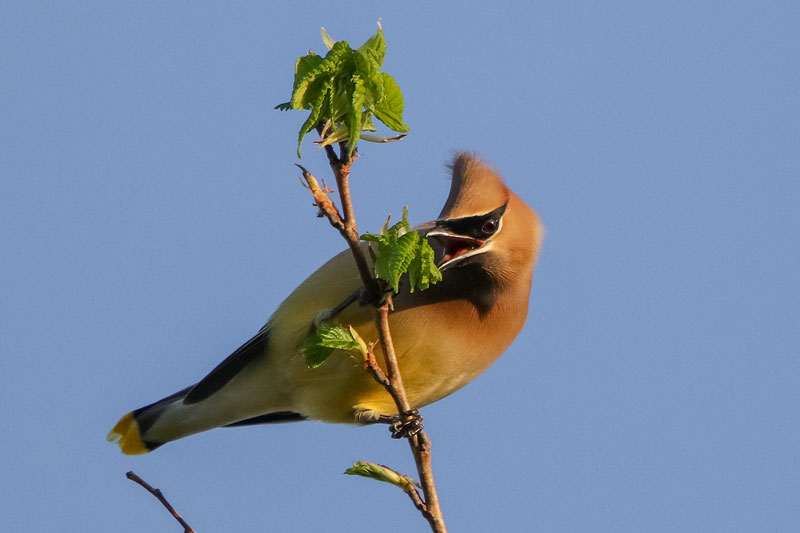 Cedar Waxwing