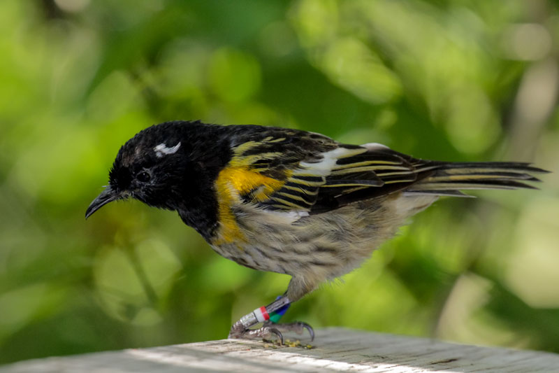 Stitchbird