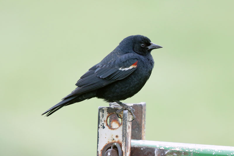 Tricolored Blackbird