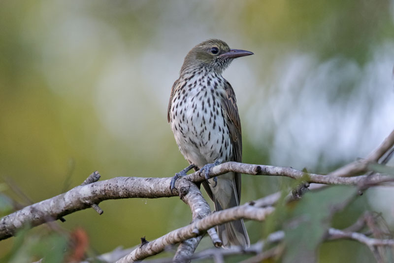 Olive-backed Oriole