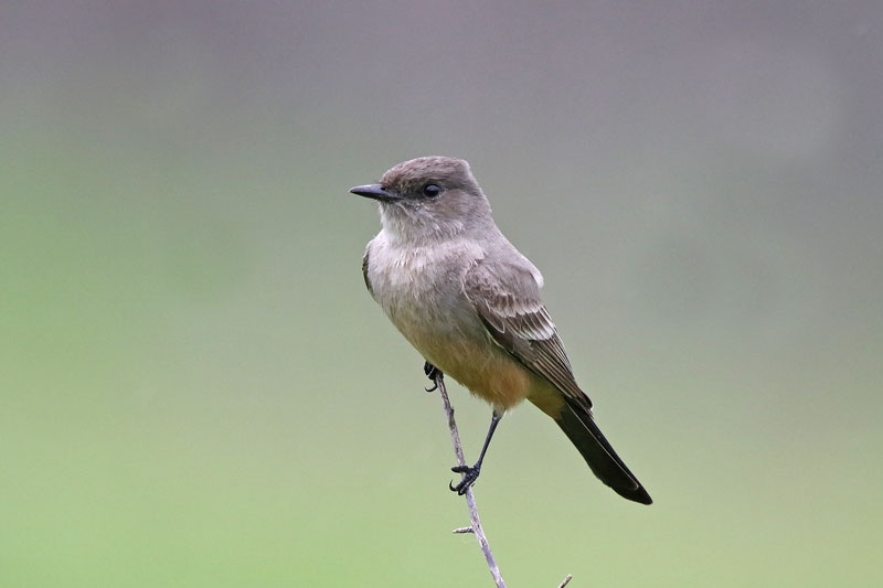 Say's Phoebe