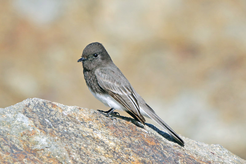 Black Phoebe
