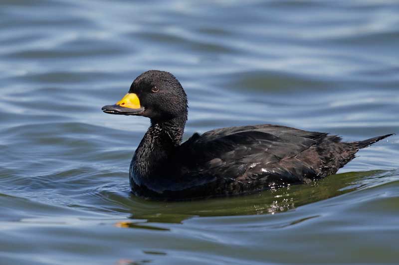 Black Scoter