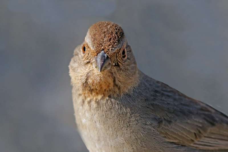 California Towhee