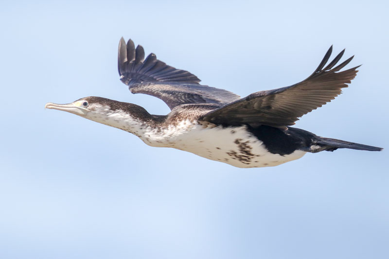 Spotted Shag