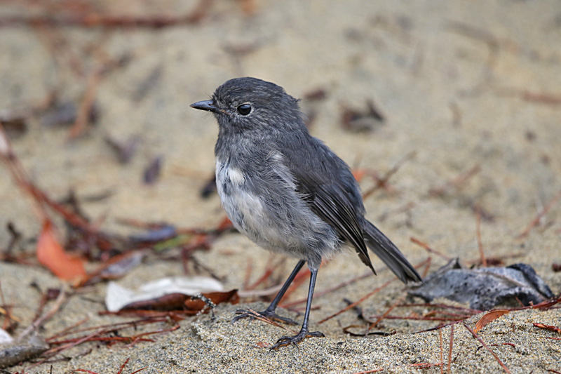 Stewart Island Robin