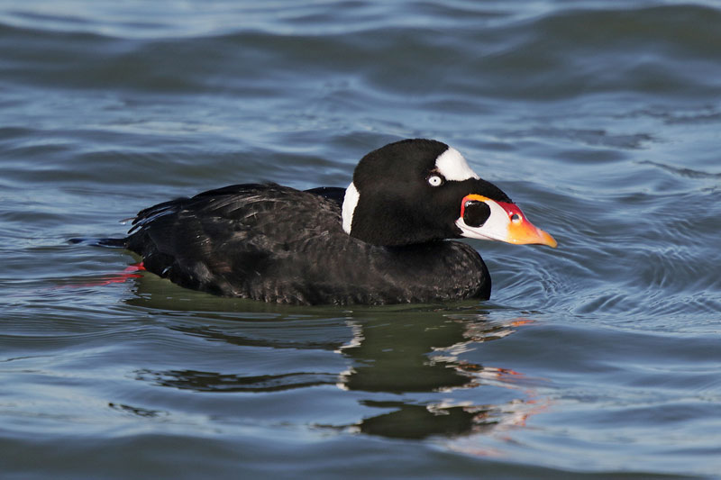 Surf Scoter