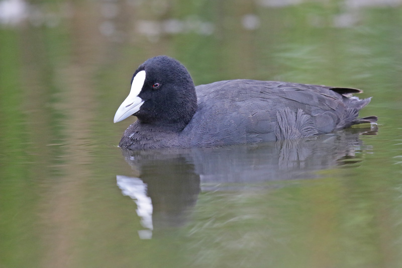 Eurasian Coot