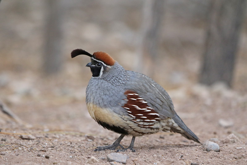 Gambel's Quail