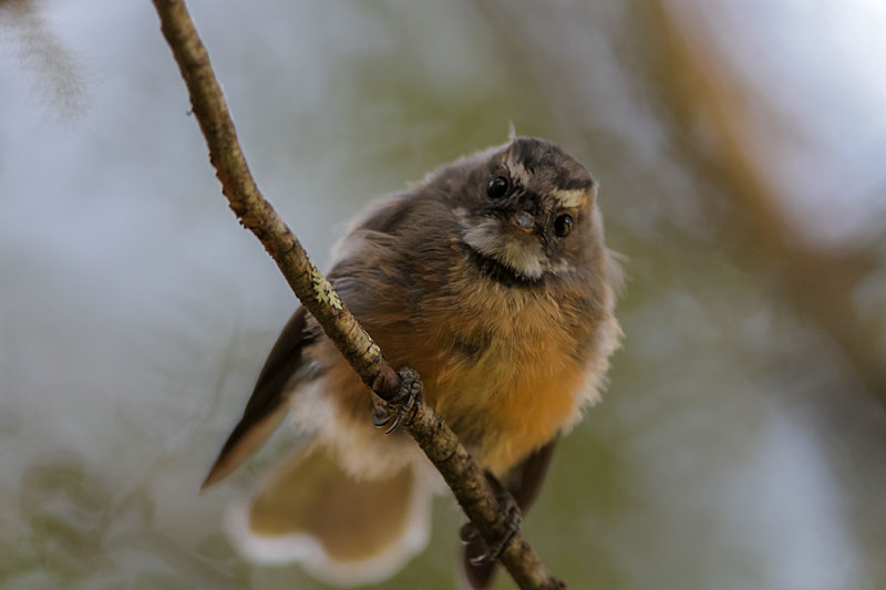 New Zealand Fantail