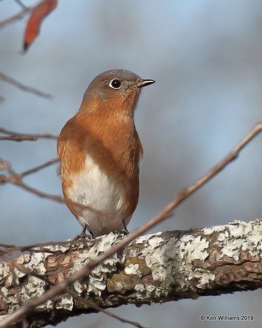 Eastern Bluebird male, Tenkiller Lake, OK, 1-8-19, Jpa_30934.jpg