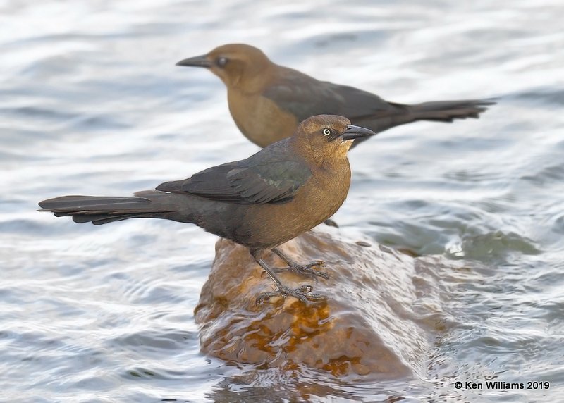 Great-tailed Grackle female, Overholster Lake, OK, 1-15-19, Jpa_31801.jpg