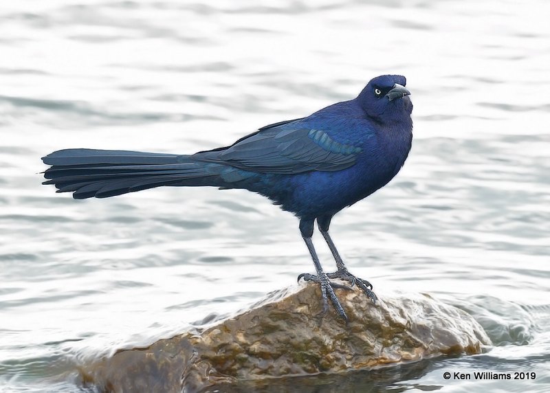 Great-tailed Grackle male, Overholster Lake, OK, 1-15-19, Jpa_31732.jpg