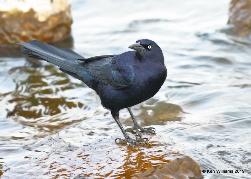 Great-tailed Grackle male, Overholster Lake, OK, 1-15-19, Jpa_31781.jpg