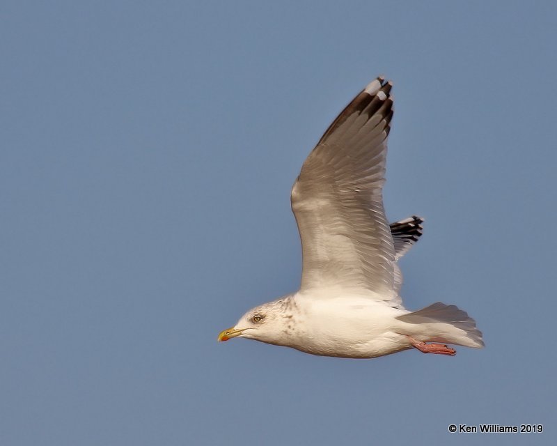 Herring Gull nonbreeding adult, Lake Hefner, OK, 1-15-19, Jpa_31016.jpg