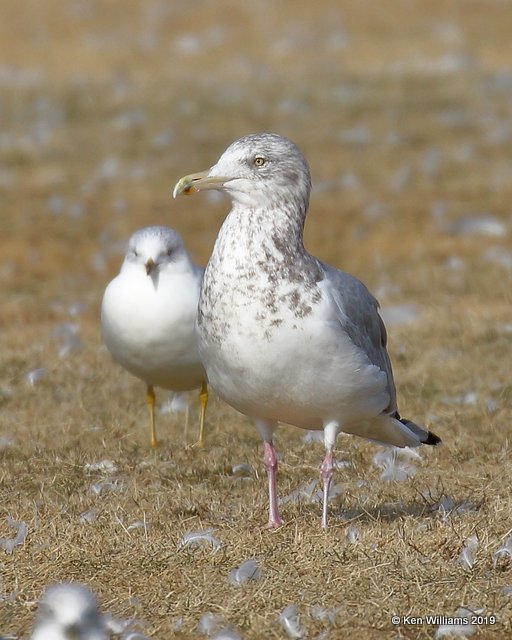 Herring Gull nonbreeding adult, Lake Hefner, OK, 1-15-19, Jpa_31369.jpg