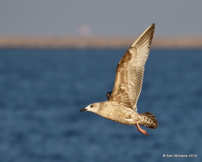 Herring Gull, first-cycle, Lake Hefner, OK, 1-15-19, Jpa_31054.jpg