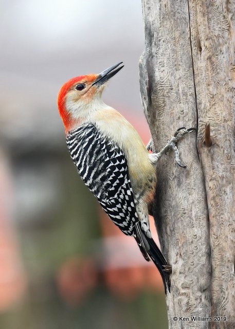 Red-bellied Woodpecker male, Rogers Co yard, OK, 1-25-19, Jpa_32025.jpg