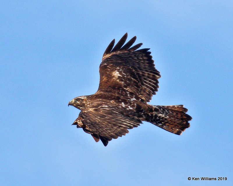 Red-tailed Hawk - Harlans light morph, Osage Co, OK, 1-29-19, Jpa_32748.jpg