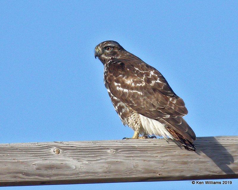 Red-tailed Hawk - Harlans light morph, Osage Co, OK, 1-29-19, Jpa_32782.jpg