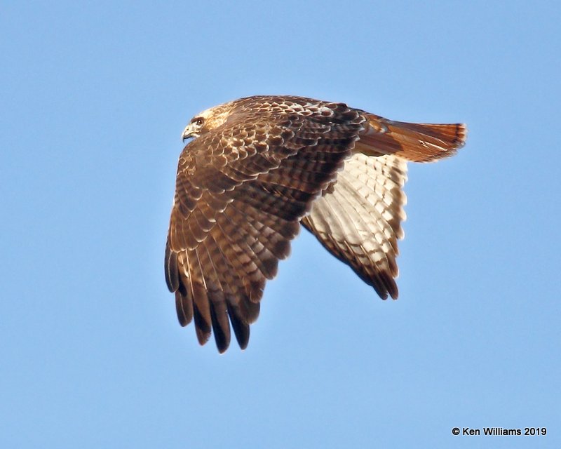 Red-tailed Hawk- Western light morph, Osage Co, OK, 1-29-19, Jpa_32845.jpg