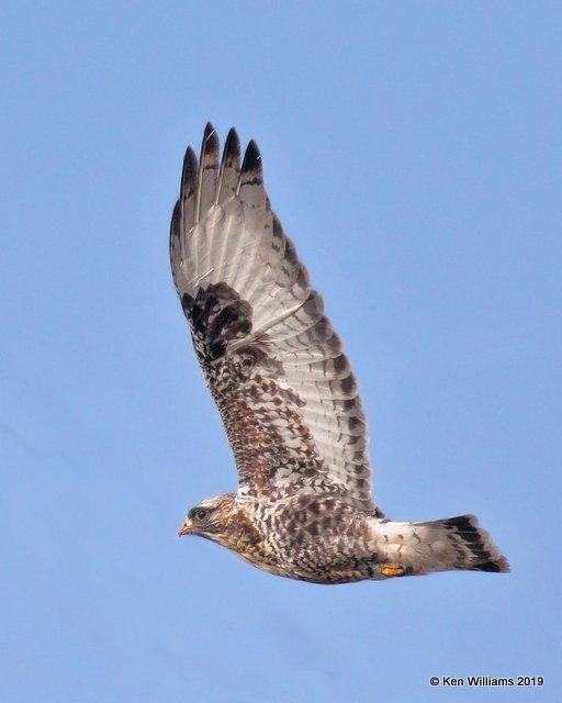 Rough-legged Hawk light-morph female, Osage Co, OK, 1-29-19, Jpa_32647.jpg