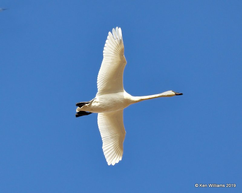 Trumpter Swan, Osage Co, OK, 1-29-19, Jpa_32505.jpg
