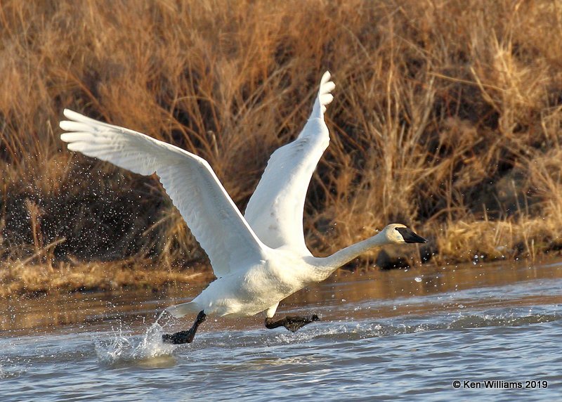 Trumpter Swan, Osage Co, OK, 1-29-19, Jpa_32892.jpg