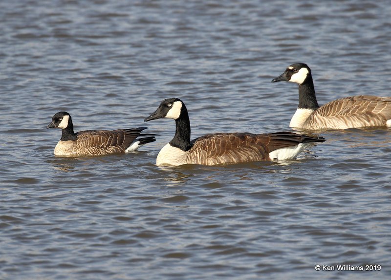 Cackling Goose - Richardson's & Canada Geese - Common, Garfield Co. OK, 2-3-19, Jpa_33240.jpg