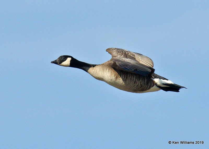 Cackling Goose - Richardson's, Garfield Co. OK, 2-3-19, Jpa_33145.jpg