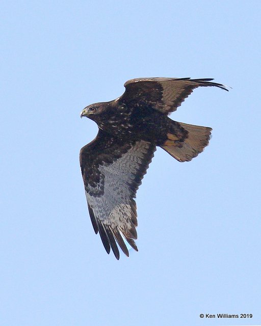 Red-tailed Hawk - Harlans, Garfield Co. OK, 2-3-19, Jpa_33094.jpg