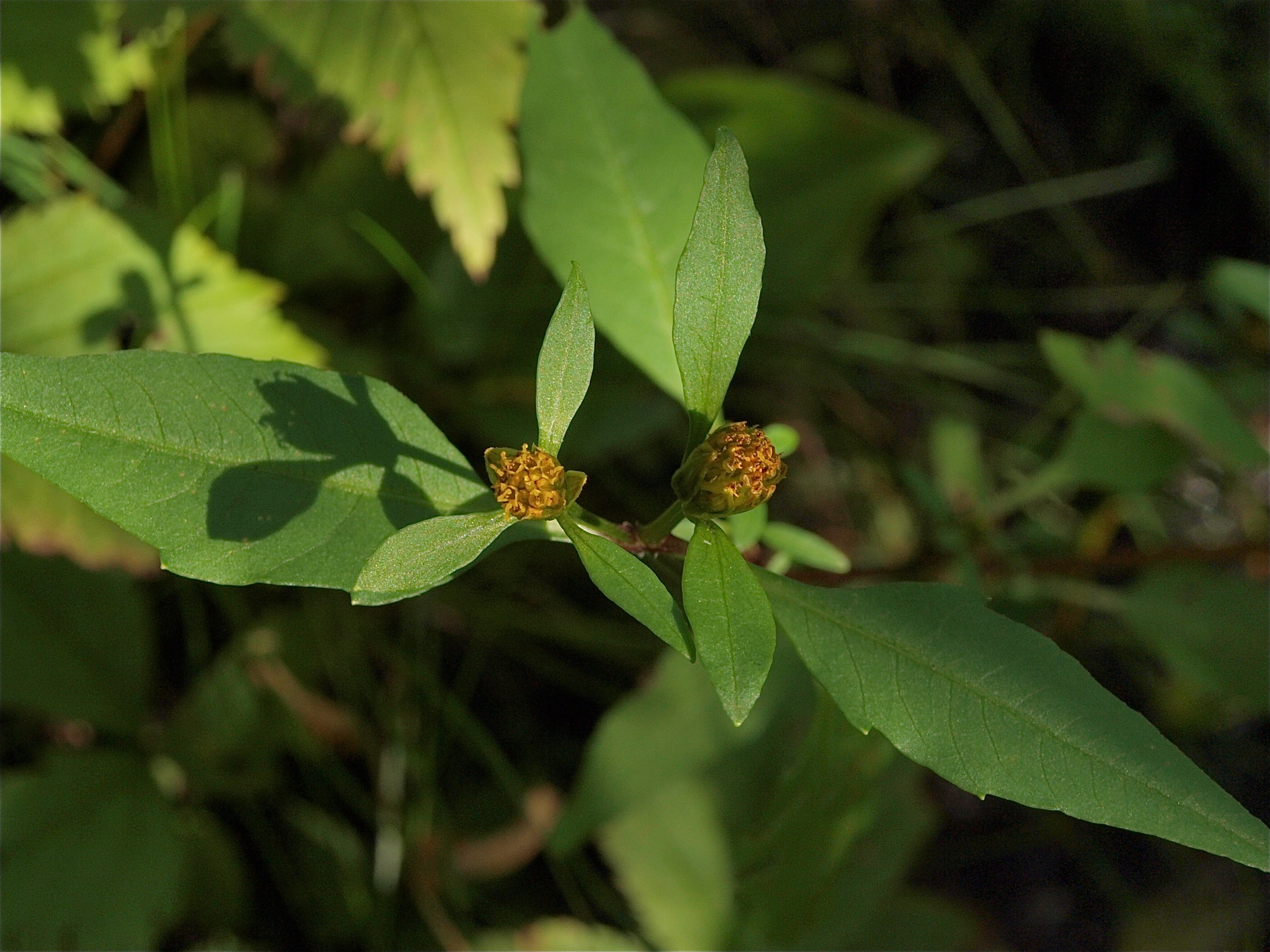 Bidens discoidea (Small Beggar-Ticks)